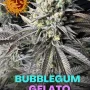 Cannabis seeds Bubblegum Gelato from Barney's Farm
